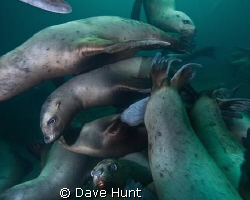 A mass of sea lions swirling around me at Hornby Island, ... by Dave Hunt 